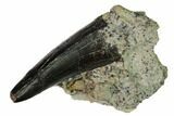 Serrated, Allosaurus Tooth - Bone Cabin Quarry, Wyoming #171235-3
